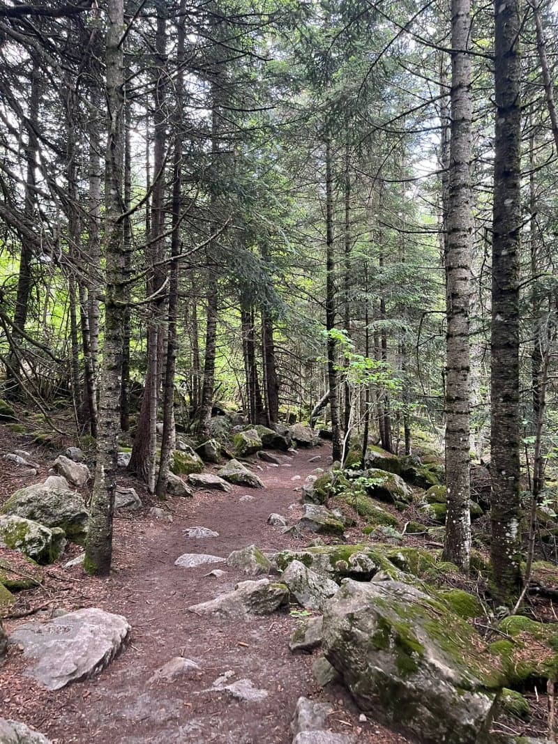 Bany de bosc al Pallars Sobirà